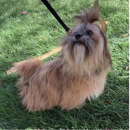 Bear - Lhasa Apso