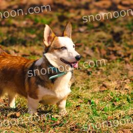 Ophelia (AKC -NBT-) - Sable female Pembroke Welsh Corgi puppy in Eaton, New York from Snomoon Miniature Pinschers  & Pembroke Welsh Corgi