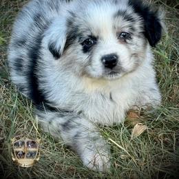 Mario - Blue merle male Australian Shepherd puppy in El Dorado Springs, Missouri from HP Aussie Kennels
