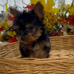 AKC Roman - Blue and gold male Yorkshire Terrier puppy in Elgin, South Carolina from Silver Bells Paw Prints