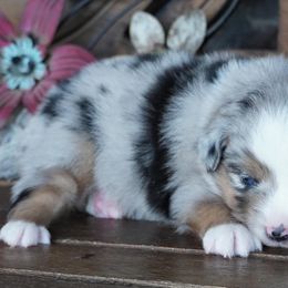 Girl 2 - female Miniature Australian Shepherd puppy in Lawton, Oklahoma from Lindsey’s Aussies