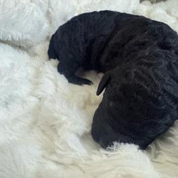 Red collar Dani - Black male Poodle puppy in Mc Henry, Maryland from TLC by the Lake Standard Poodle and Doodles