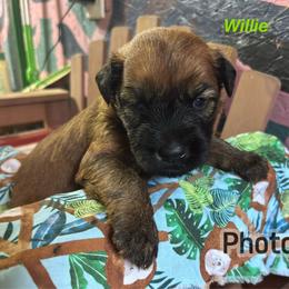 Willie - Wheaten male Soft Coated Wheaten Terrier puppy in Gladewater, Texas from Felicias Swheaties