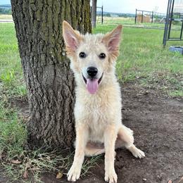 Maui - Yellow female Mudi puppy in Valley Mills, Texas from Graves Farm Mudi