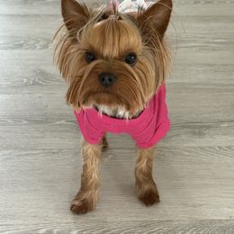 Harper - Yorkshire Terrier