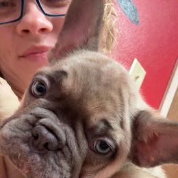 French Bulldog Puppies from Fairy’s Frenchies