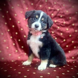 Roxy - Black tri female Miniature Australian Shepherd puppy in Liberty, South Carolina from Alexander Canines