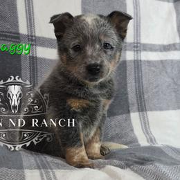 Shaggy - Blue male Australian Cattle Dog puppy in Silsbee, Texas from Rockin ND Ranch