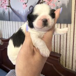Joy -pending - Black and white female Shihpoo puppy in Whitehall 18052, Pennsylvania from Lilli’s Shih tzus and Shih poos