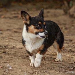 Neeva - Pembroke Welsh Corgi