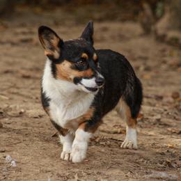 Neeva - Pembroke Welsh Corgi