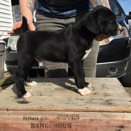 Mountain Cur Puppies from Walnut Ridge Mountain Curs
