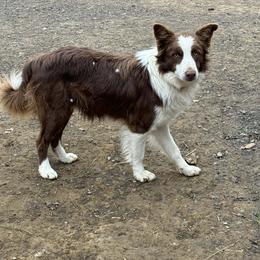 Russ-Oscar - White and red male Border Collie puppy in Surgoinsville, Tennessee from Smokey Mountain Vizslas