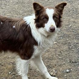 Russ-Oscar - White and red male Border Collie puppy in Surgoinsville, Tennessee from Smokey Mountain Vizslas