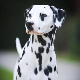 Brim - Dalmatian
