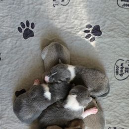 All blues and creams plus one black tri - Blue cream and white male Basenji puppy in Eugene, Oregon from Basenji Puppies