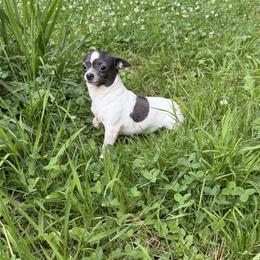 Lola - Chihuahua