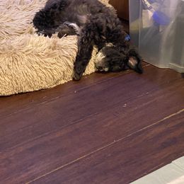 Schnoodle Puppies from Noodle Tings Puppies