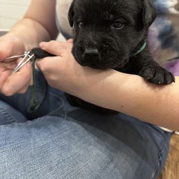 Labrador Retriever Puppies from Tag Hollow