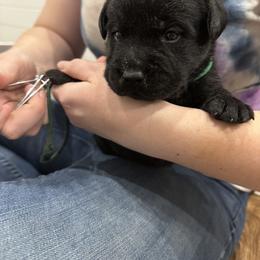 Labrador Retriever Puppies from Tag Hollow