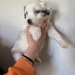 Harmony - Blue merle female Australian Shepherd puppy in Weeki Wachee, Florida from Ace of Spades Australian Shepherds