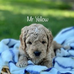 Mr Yellow - Apricot male Goldendoodle puppy in South Jordan, Utah from JD Goldendoodles