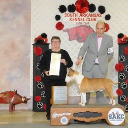 Bull Terrier and Staffordshire Bull Terrier All Grown Up from Terri Cournoyer