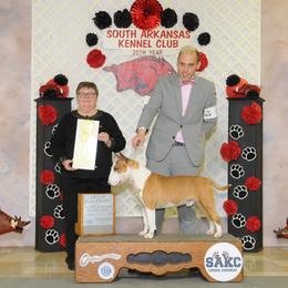 Bull Terrier and Staffordshire Bull Terrier All Grown Up from Terri Cournoyer