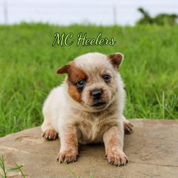 Ember - Red speckled female Australian Cattle Dog puppy in Waxahachie, Texas from MC Heelers