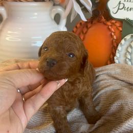 Fred (Blue) - Apricot male Poodle puppy in Calimesa, California from Teakwood Poodles of SoCal