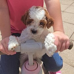 Topaz - Blenheim male Cavapoo puppy in Blackfoot, Idaho from Rocky Desert Goldens and Cavaliers