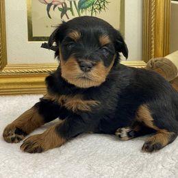 Black and Red black collar - Black and silver female Miniature Schnauzer puppy in Calhoun, Georgia from The BrickHouse Miniature Schnauzers