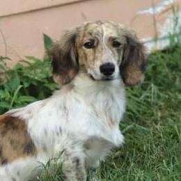 Odi - Dachshund