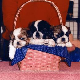 Shih Tzus from Harper Haven