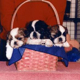 Shih Tzus from Harper Haven