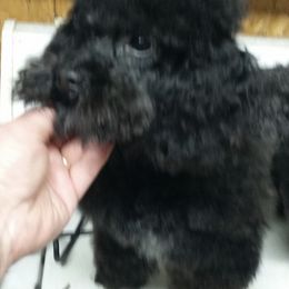 Poodles from Rhonda Needham's Poodles