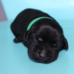 Crinkle - Black female Labrador Retriever puppy in Camden, Indiana from Camden's Caring Canines