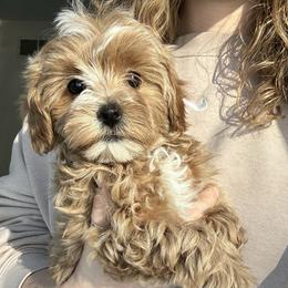 Orange Girl - female Cavapoochon puppy in Clementon, New Jersey from PitterPatterPuppiesNJ