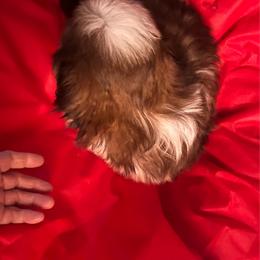 King - Red and white male Shih Tzu puppy in Troy, Virginia from Shihtzu by Tiamaria