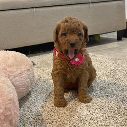 Pippa - Red  female Goldendoodle puppy in Sugarcreek, Ohio from True Hearted Doodles