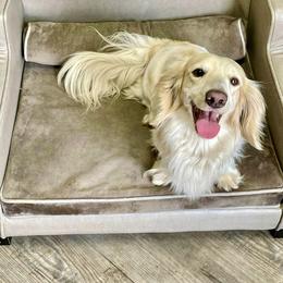 Bowie - Dachshund