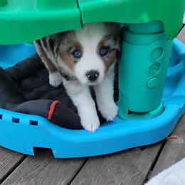 Miniature American Shepherd Puppies from Callen Kennels