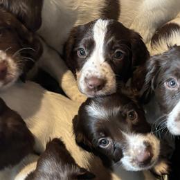 English Springer Spaniels from Country Estates Spaniels