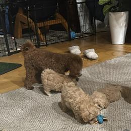 Maltipoo Puppies from Sivers puppies
