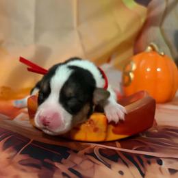 Waffle - Black and tan female Pembroke Welsh Corgi puppy in Saint George, South Carolina from Carolina cotton candy corgis