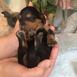 Girl 2 - Dachshund puppy in Great Bend, Pennsylvania from Dashing Doxies