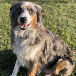 Miniature Australian Shepherds from CenCal Mini Aussies