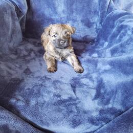 Wheaten Brindle - Wheaten brindle female Cairn Terrier puppy in Centerville, Texas from Cedar Forrest Terriers LLC (Cairns & Australian Terriers)