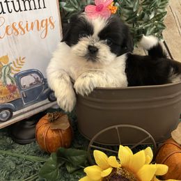 Autumn - Black and white female Shih Tzu puppy in Claremont, California from Lovable Shih Tzus