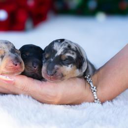 Poodles from Blossom Poodles